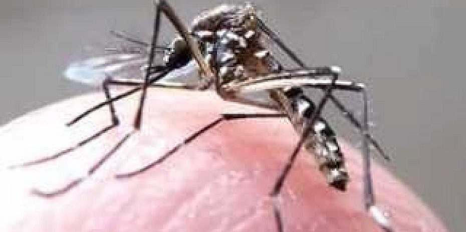 Após força-tarefa nacional, ABMES segue no combate do Aedes Aegypt 